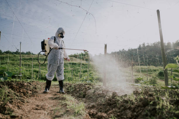 Best Local Pest Control Services  in El Cerro, NM