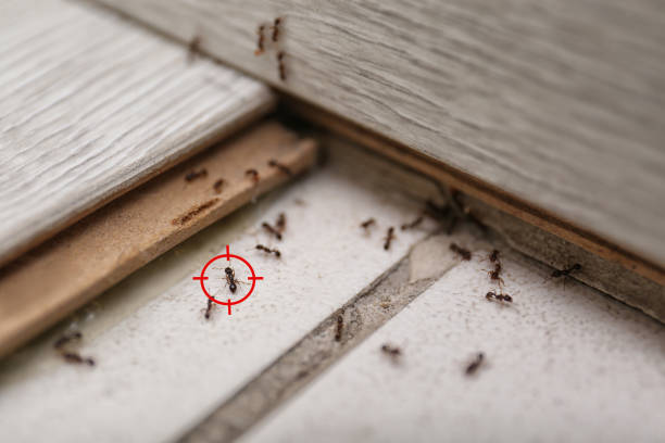 Best Pest Inspection Near Me  in El Cerro, NM
