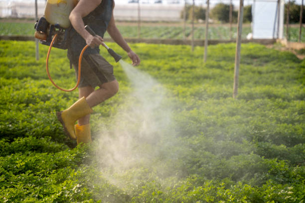 Best Mosquito Control Services  in El Cerro, NM