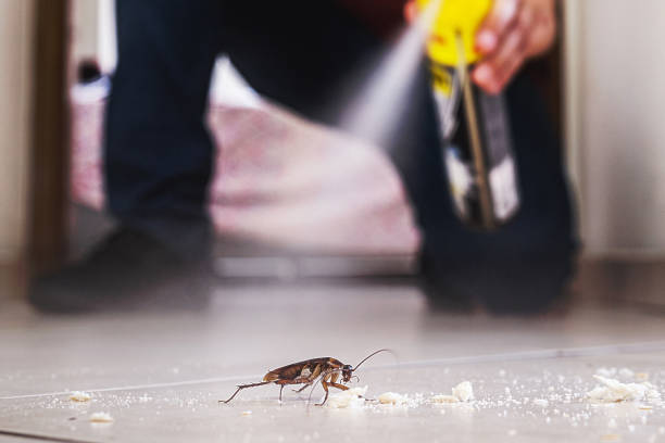 Professional Pest Control in El Cerro, NM