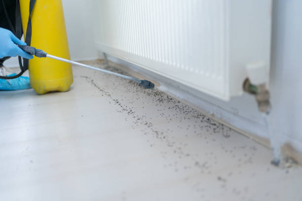  El Cerro, NM Pest Control Pros